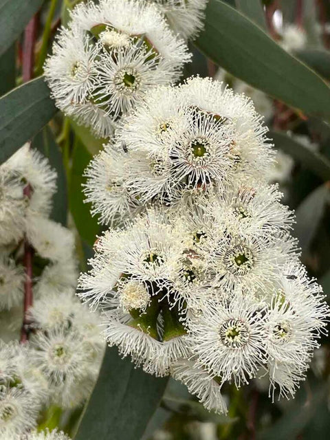WhiteBox Honey