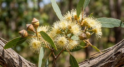 Stringy-Bark Honey