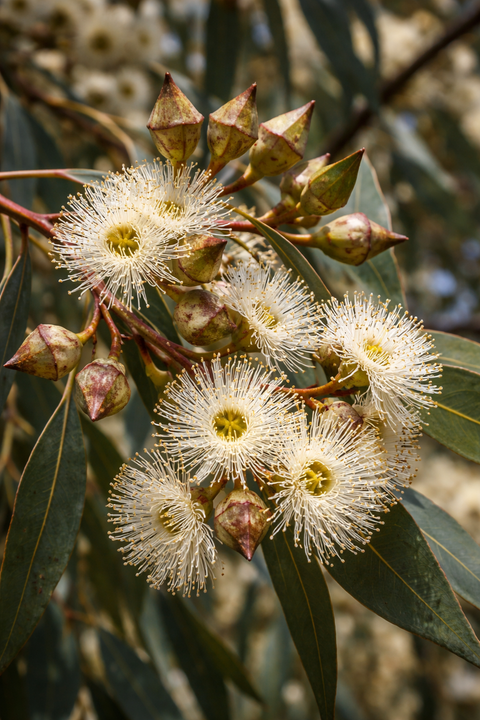 IronBark Honey