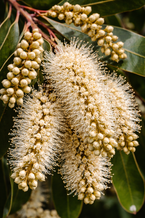 Macadamia Honey