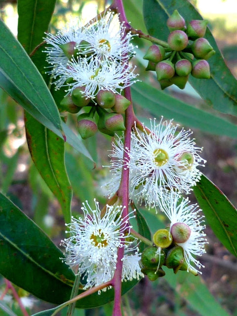 River Gum Honey
