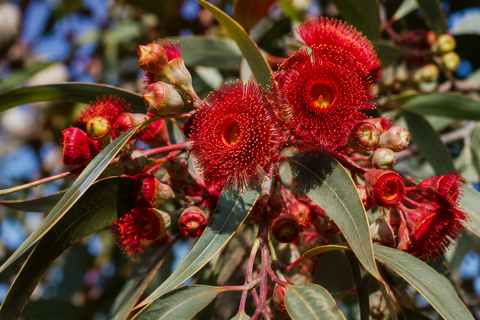 Organic Bloodwood Raw Honey