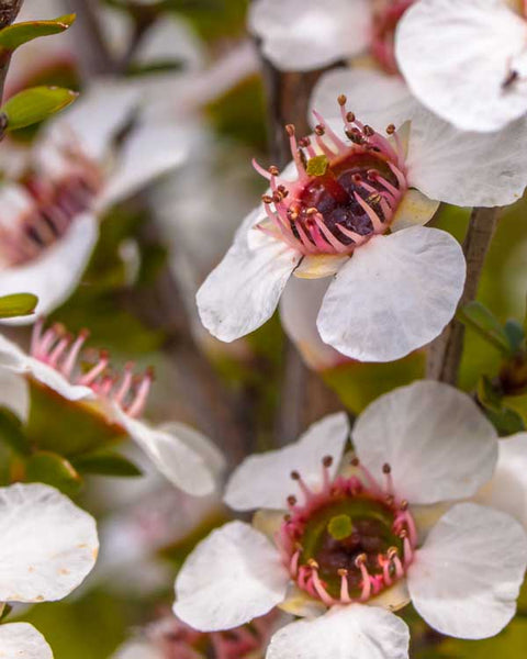Australian Manuka