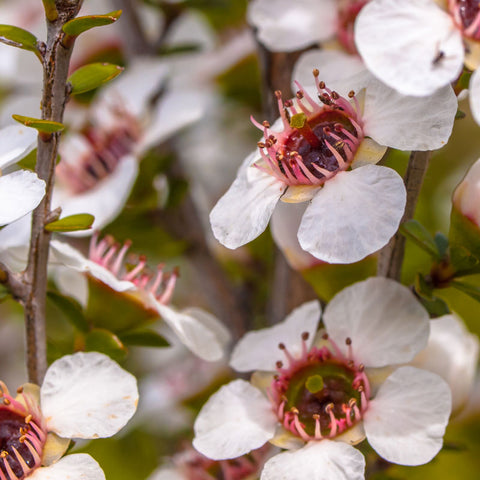 Australian Manuka 30+ MGO