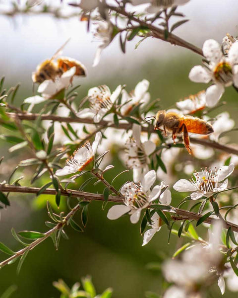New Zealand Manuka