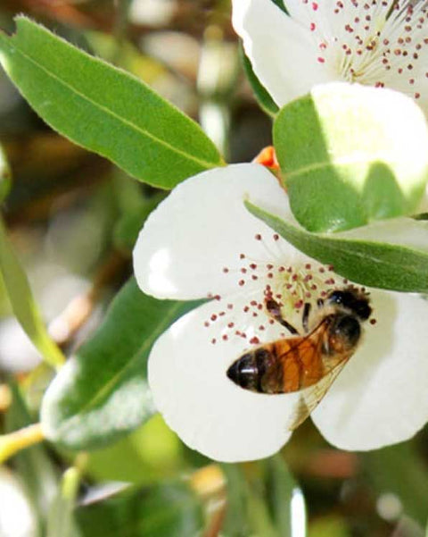 Tasmanian Leatherwood 