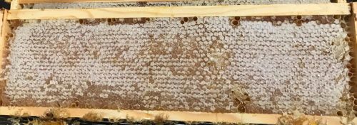 Golden Blossom Organic Honeycomb 450g (Organic)